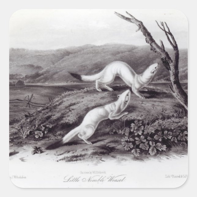 Sticker Carré Petit Weasel (Devant)