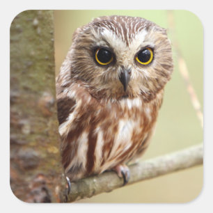 Sticker Carré Petite chouette   Ontariens