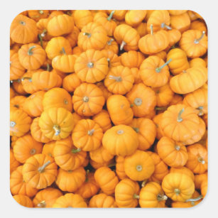 Sticker Carré Petits Citrouilles de récolte de automne orange
