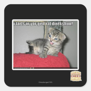 Sticker Carré Pets I dans le direkshun gen'ral de yor