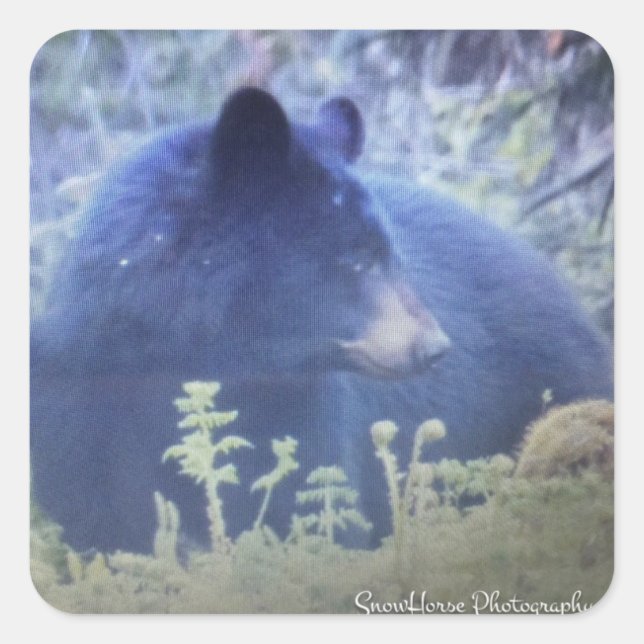 Sticker Carré Phantom L'Ours Noir (Devant)