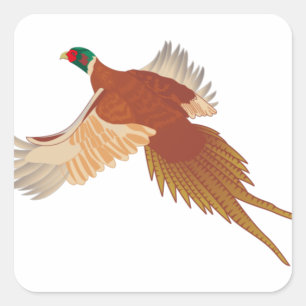 Sticker Carré Pheasant