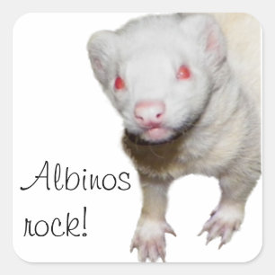 Sticker Carré Photo Albino Ferret