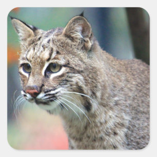 Sticker Carré Photo de Bobcat Wildlife
