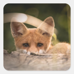 Sticker Carré Photo de Cute Little Orange Fox