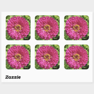 Sticker Carré Photo de fleur de Zinnia vive