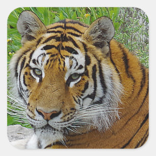 Sticker Carré Photo de près du visage d'un Tigre de Sibérie