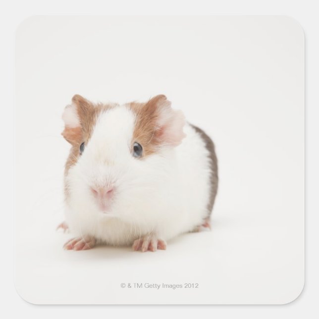 Sticker Carré Photo de studio de Guinea Pig (Devant)