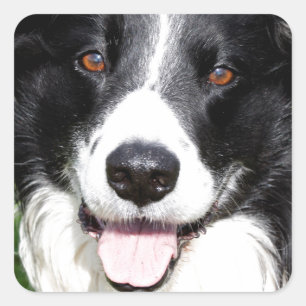 Sticker Carré Photo d'un chien heureux
