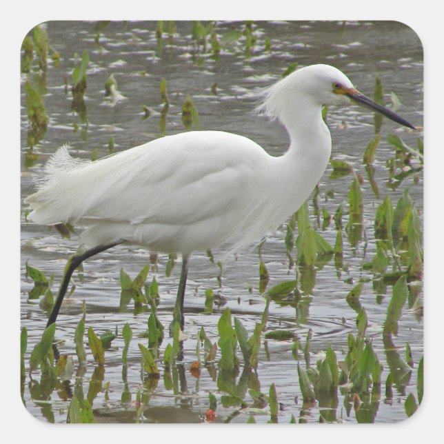 Sticker Carré Photo Egret blanc Eau verts Wading Bird (Devant)