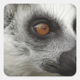Sticker Carré Photo Lemur