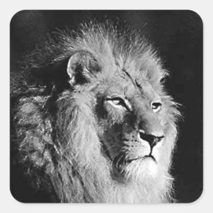 Sticker Carré Photo Lion noir et blanc Motivatonal Wild Animal