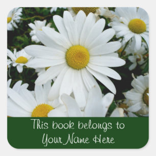 Sticker Carré Photo Shasta Daisies