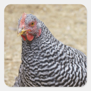 Sticker Carré Photographe de Plymouth Barred Rock