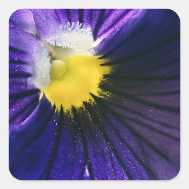 Sticker Carré Photographie de macro violet pansy élégante (Devant)