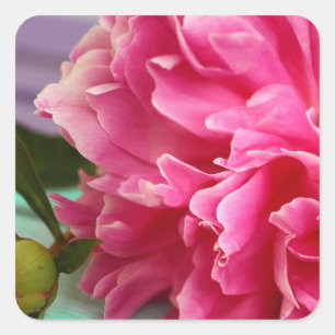 Sticker Carré Photographie élégante Pink Peony