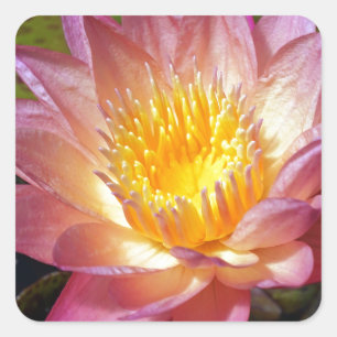 Sticker Carré Photos Pink Water Lily