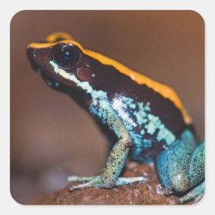 Sticker Carré Phyllobates vittatus, une grenouille à flèches poi