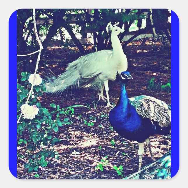 Sticker Carré Pics vintages (Devant)