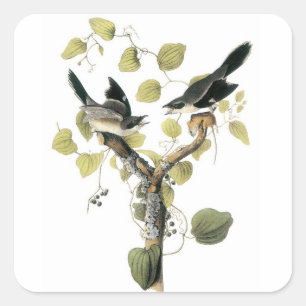 Sticker Carré Pie-grièche à tête Logger par Audubon