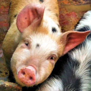 STICKER CARRÉ PIÈCES