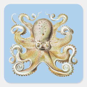 Sticker Carré Pieuvre vintage Ernst Haeckel Vie marine nautique