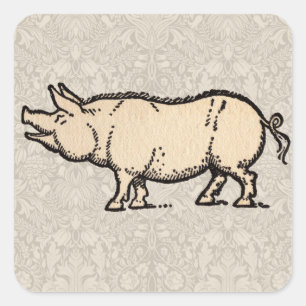 Sticker Carré Pig Antique Piggy Cute Illustration Vintage