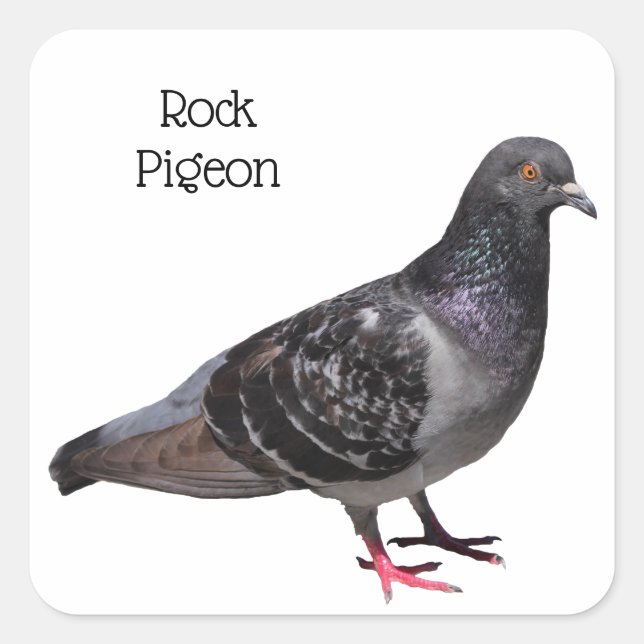 Sticker Carré Pigeon (Devant)