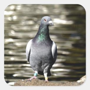 Sticker Carré Pigeon