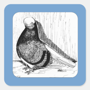 Sticker Carré Pigeon Bald Anglais à face courte 1978