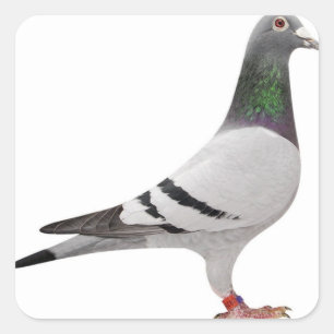 Sticker Carré pigeon design