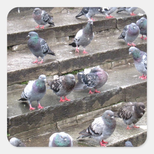 Sticker Carré Pigeons (Devant)