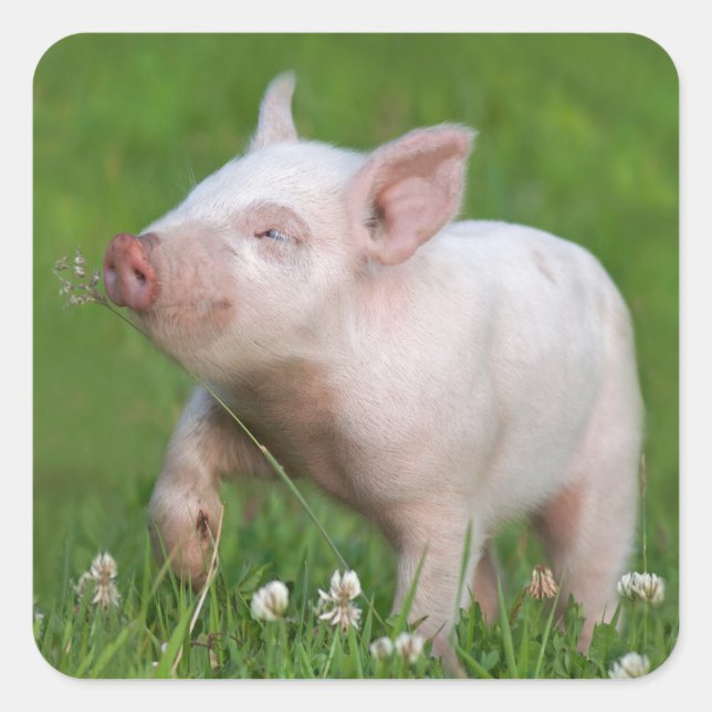 Sticker Carré Piglet Blanche Coupe Une Fleur (Devant)
