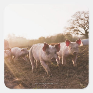 Sticker Carré Piglets à Barnyard