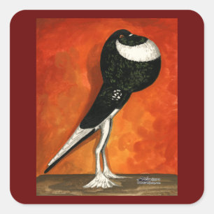 Sticker Carré Pigmy Pouter Pigeon Black Pied