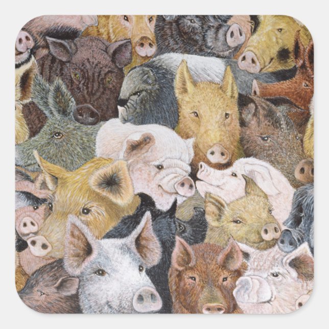 Sticker Carré Pigs Galore (Devant)