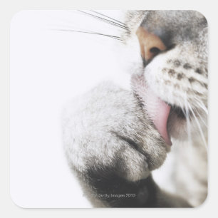Sticker Carré Pince de nettoyage de chats