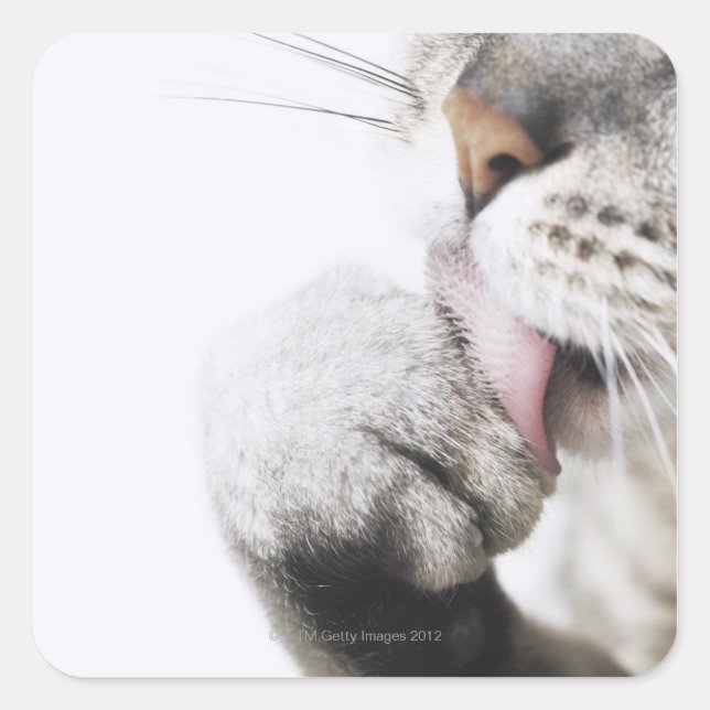Sticker Carré Pince de nettoyage de chats (Devant)