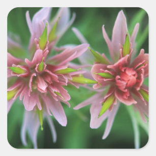 Sticker Carré Pinceau indien, Banff NP, Alberta, Canada