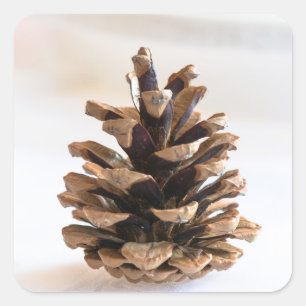 Sticker Carré Pinecone