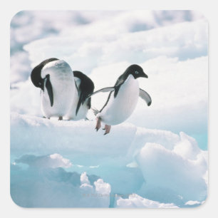 Sticker Carré Pingouins d'Adelie (pygoscelis adeliae) Antarctiqu