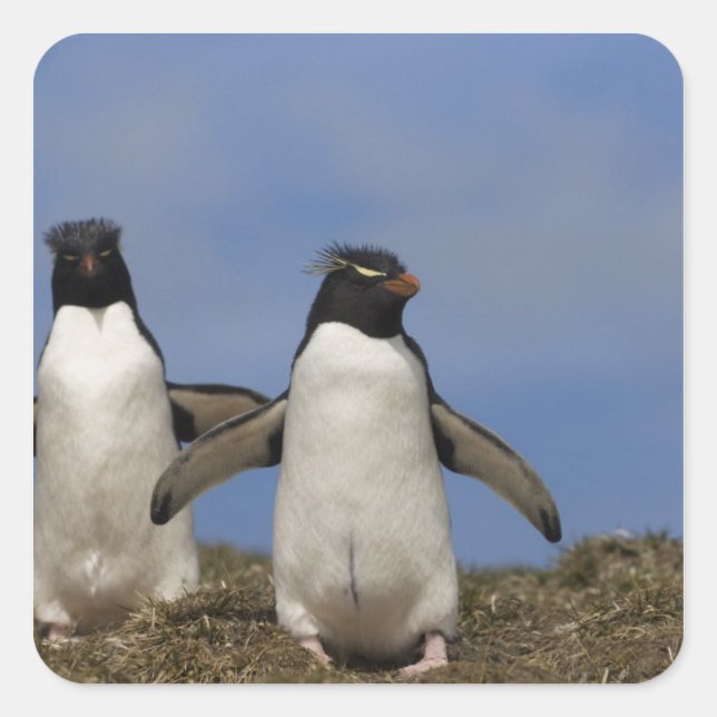 Sticker Carré Pingouins de Rockhopper Eudyptes chrysocome (Devant)