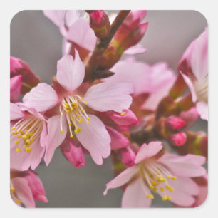 Sticker Carré Pink Against A Gray Sky Japanese Cherry Blossoms