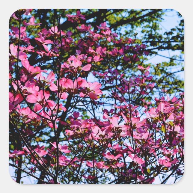 Sticker Carré Pink flowering Dogwood tree (Devant)