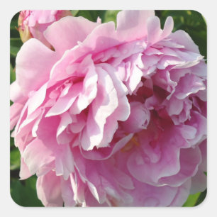 Sticker Carré Pink Peony photo cottage ferme jardin fleuri