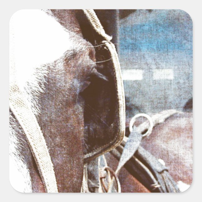 Sticker Carré Pinto Amish Buggy Horse (Devant)
