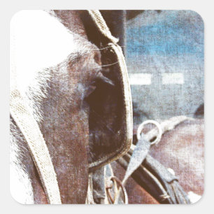 Sticker Carré Pinto Amish Buggy Horse