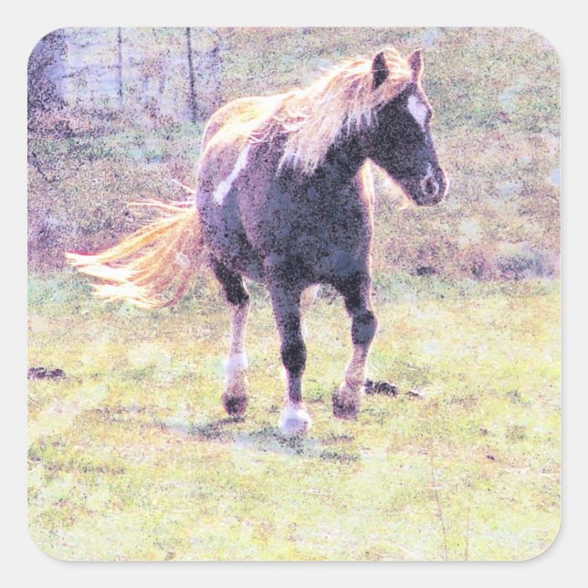 Sticker Carré Pinto Pony (Devant)