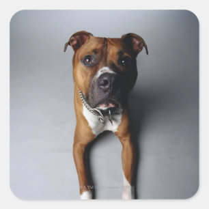 Sticker Carré Pit Bull Terrier En Bas