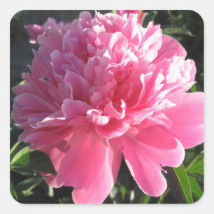 Sticker Carré Pivoine rose